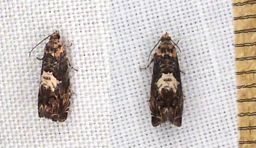 Pammene sp.